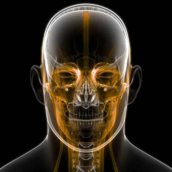 İnsan Dolaşım Sistemi Kalp Anatomisi. Üç Boyut