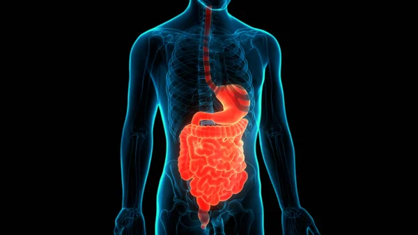 Anatomía Del Sistema Digestivo Humano — Foto de Stock