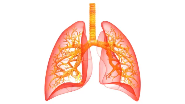 Sistema Respiratorio Humano Almuerzo Anatomía —  Fotos de Stock