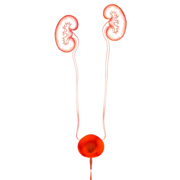 Concepto Ilustración Riñones Del Sistema Urinario Humano Con Anatomía Vejiga — Foto de Stock
