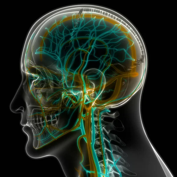 Sistema Circulatório Humano Anatomia Cardíaca — Fotografia de Stock