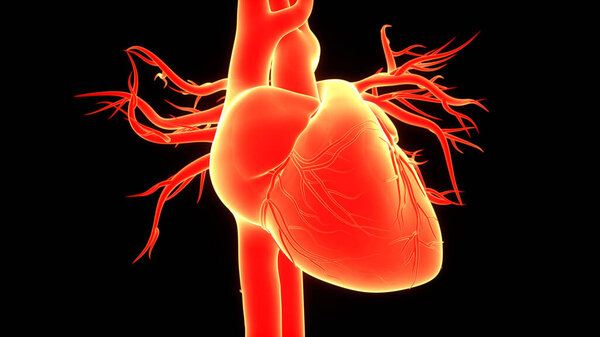 Human Circulatory System Heart Anatomy. 3D