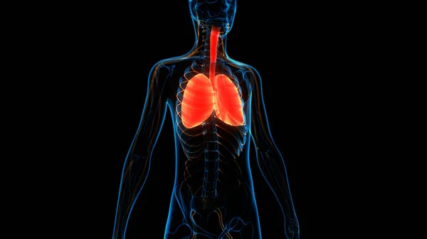 Sistema Respiratório Humano Anatomia Pulmonar — Fotografia de Stock