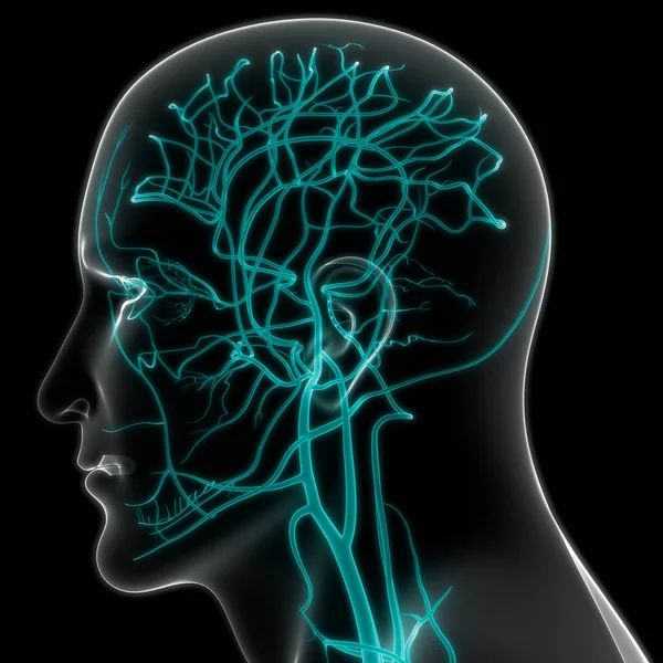 Système Circulatoire Humain Anatomie Cardiaque — Photo