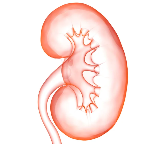 Anatomía Renal Del Sistema Urinario Humano —  Fotos de Stock