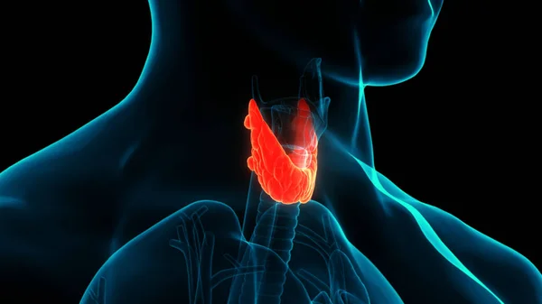 Ludzkie Ciało Nabrzmiewa Lobes Anatomii Gruczołu Tarczycy — Zdjęcie stockowe