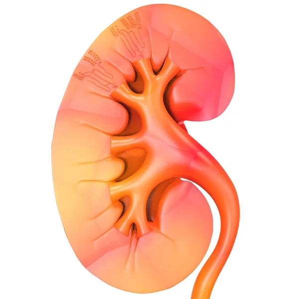 3Dイラスト ヒューマン ウラル システム 腎臓の概念 — ストック写真