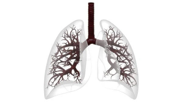 인간의 Human Respiratory System Lungs Anatomy — 스톡 사진