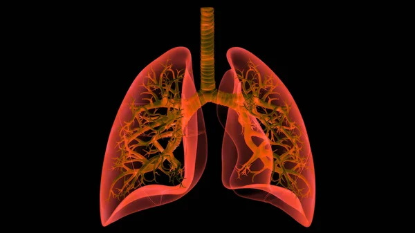 인간의 Human Respiratory System Lungs Anatomy — 스톡 사진