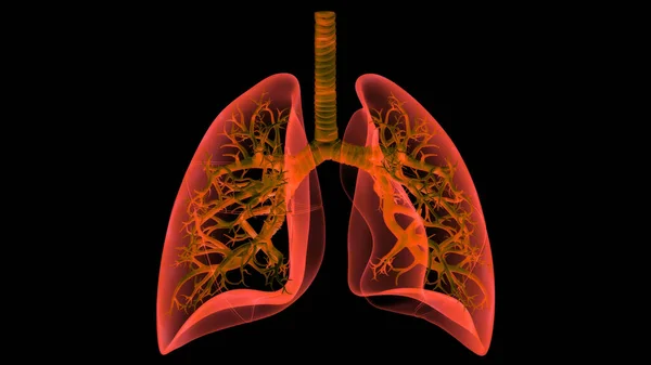 Human Respiratory System Lungs Anatomy — стокове фото