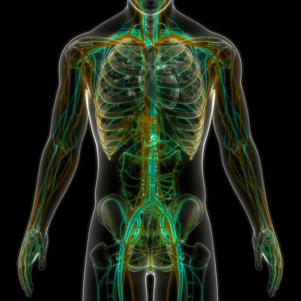 Anatomia Cardiaca Del Sistema Circolatorio Umano — Foto Stock