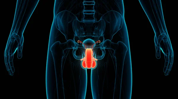 Ilustracja Koncepcja Męskiego Układu Rozrodczego Anatomia — Zdjęcie stockowe