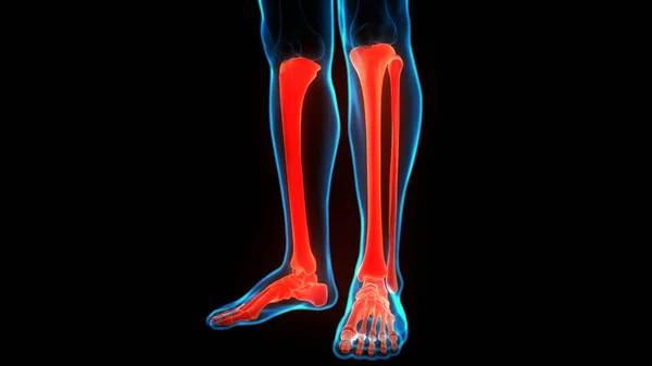 Ludzki System Szkieletowy Nogi Kości Stawy Anatomia Ilustracja — Zdjęcie stockowe