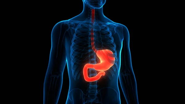 Sistema Digestivo Humano Anatomía Estomacal —  Fotos de Stock