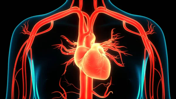 İnsan Dolaşım Sistemi Kalp Anatomisi. Üç Boyut