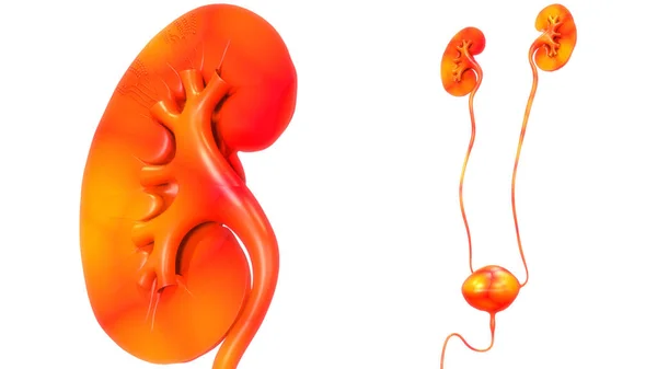 Illustration Concept Human Urinary System Kidneys Bladder Anatomy — Stock Photo, Image