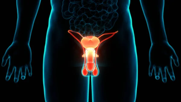 Illustrationskonzept Der Anatomie Des Männlichen Fortpflanzungssystems — Stockfoto