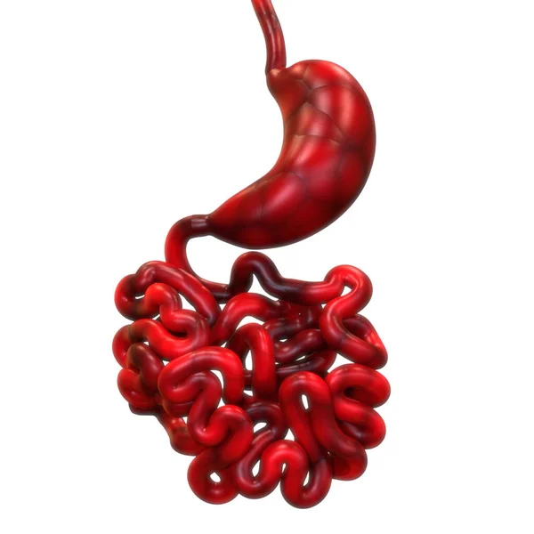 人体消化系统肠胃解剖 — 图库照片