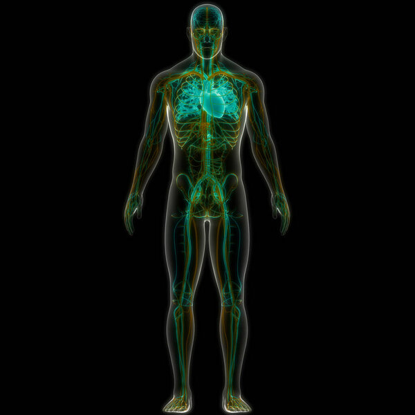 Human Circulatory System Heart Anatomy. 3D