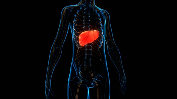人体臓器肝解剖学 — ストック写真