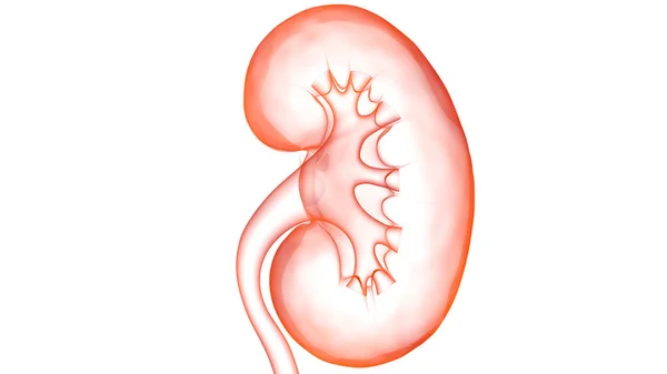 Human Urinary System Kidney Anatomy — стокове фото