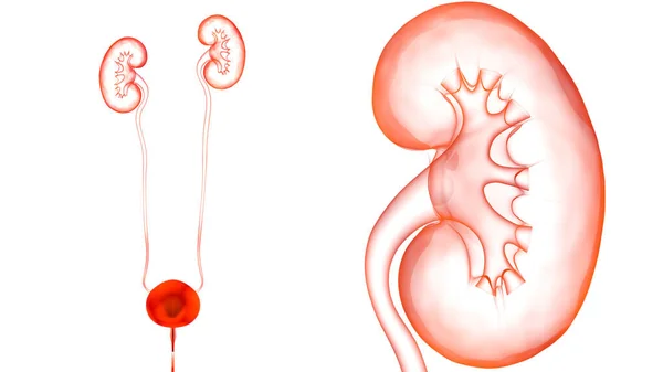 Concepto Ilustración Riñones Del Sistema Urinario Humano Con Anatomía Vejiga —  Fotos de Stock