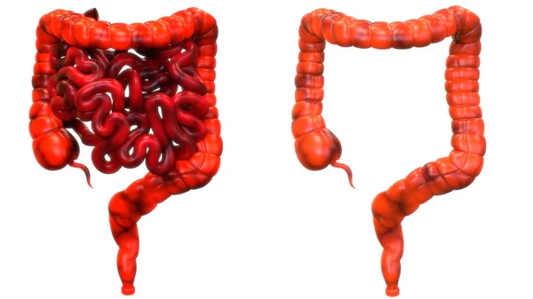 Menselijk Spijsverteringsstelsel Intestine Anatomie — Stockfoto