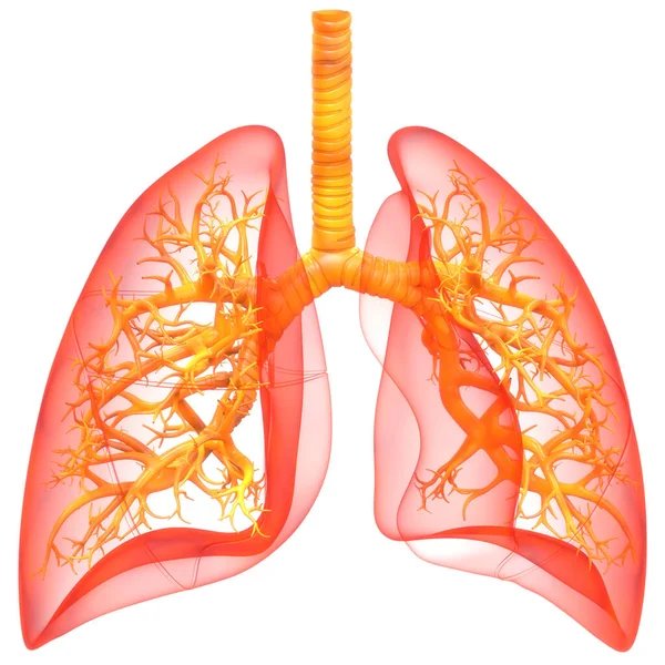 Human Respiratory System Lungs Anatomy — Stock Photo, Image