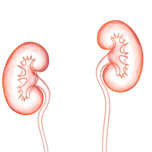Illustrationskonzept Der Nieren Des Menschlichen Harnsystems — Stockfoto