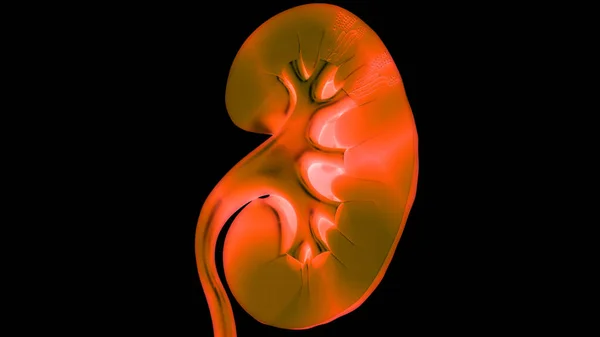 Sistema Reproductivo Femenino Con Sistema Nervioso Anatomía Vesical Urinaria — Foto de Stock