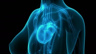 İnsan Dolaşım Sistemi Kalp Anatomisi 3 boyutlu Animasyon Kavramı
