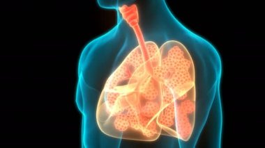 Alveoli Anatomisi ile İnsan Solunum Sistemi Akciğerleri 3 Boyutlu Animasyon Kavramı