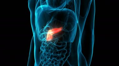 3 Boyutlu İç Organ Pankreası Anatomisi Animasyonu