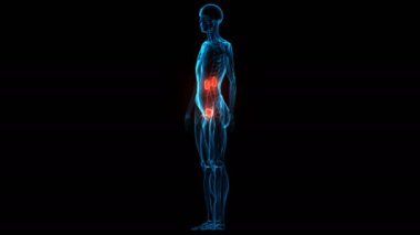 İnsan İdrar Sistemi Böbrekleri Anatomisi 3 Boyutlu Animasyon Kavramı