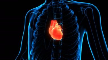 İnsan Dolaşım Sistemi Kalp Anatomisi 3 boyutlu Animasyon Kavramı