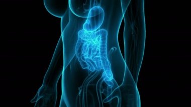 İnsan Sindirim Sistemi Anatomisi 3 boyutlu Animasyon Kavramı