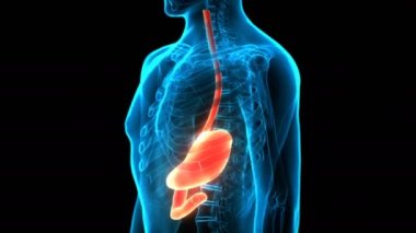 3 Boyutlu İç Organlar Animasyon Sindirim Sistemi Mide Anatomisi