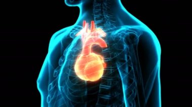 İnsan Dolaşım Sistemi Kalp Anatomisi 3 boyutlu Animasyon Kavramı