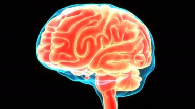 İnsan Sinir Sistemi Anatomisi Merkezi Organı 'nın 3B Animasyon Kavramı