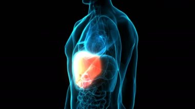 İnsan İç Sindirim Organ Karaciğeri Anatomisi 3 boyutlu Animasyon Kavramı