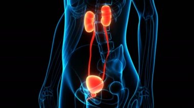İnsan İdrar Sistemi Böbrekleri Anatomisi 3 Boyutlu Animasyon Kavramı