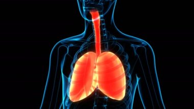 İnsan Solunum Sistemi Anatomisi 3 Boyutlu Animasyon Kavramı