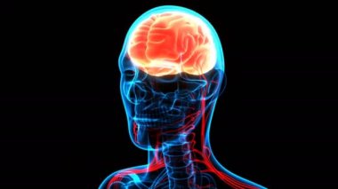 İnsan Sinir Sistemi Beyin Anatomisi Merkezi Organı 'nın 3 boyutlu Animasyon Kavramı