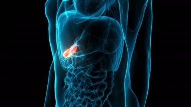 İnsan İç Organı Safra Kesesi Anatomisi 3 boyutlu Animasyon Kavramı