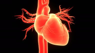 İnsan Dolaşım Sistemi Kalp Atışı Anatomisi 3 boyutlu Animasyon Kavramı