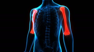 İnsan İskelet Sistemi Humerus Kemik Eklemleri 3 Boyutlu Animasyon Kavramı