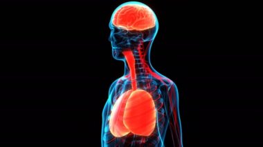 3 Boyutlu Animasyon Beyin Anatomisi İçin İç Organlar Akciğerleri