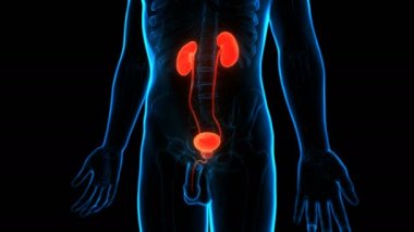 İnsan İdrar Sistemi Böbrekleri Anatomisi 3 Boyutlu Animasyon Kavramı