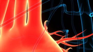 İnsan Dolaşım Sistemi Kalp Atışı Anatomisi 3 boyutlu Animasyon Kavramı