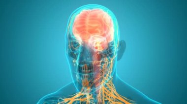 İnsan Sinir Sistemi Beyin Anatomisi Merkezi Organı 'nın 3 boyutlu Animasyon Kavramı